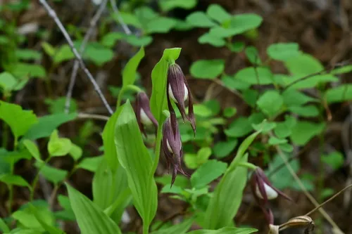 Mountain Lady's Slipper — photo by Julia Housden Proulx