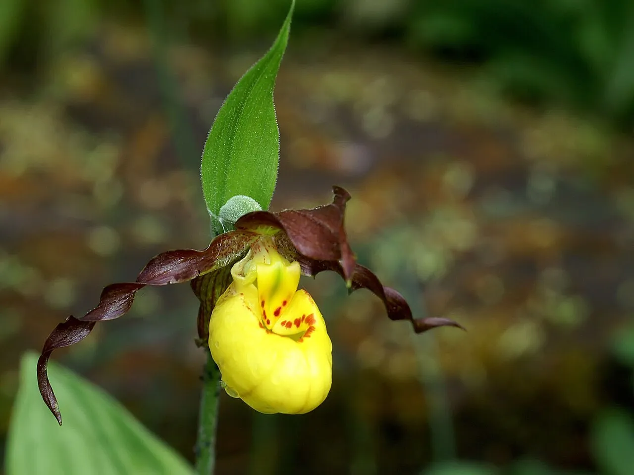 Greater Yellow Lady's Slipper (var. makasin) — photo by Orchi