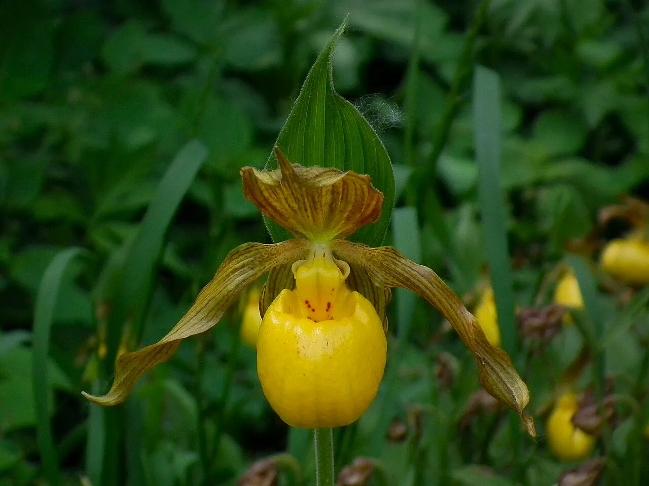 Greater Yellow Lady's Slipper (var. pubescens) — photo by BlueCanoe