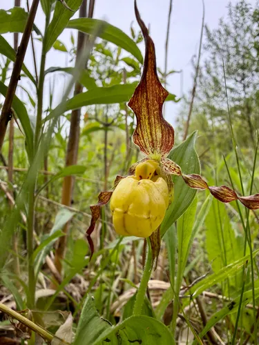 Lesser Yellow Lady's Slipper — photo by Megan