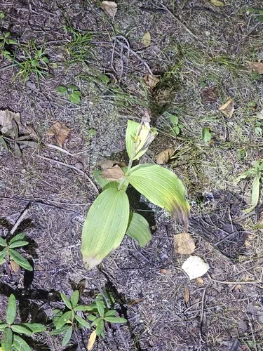 Sparrowegg Lady's Slipper — photo by Norbert Nguyen