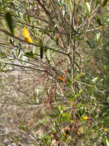 Littleleaf Titi
