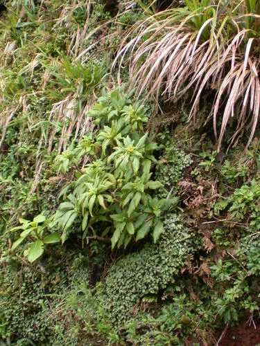 Molokai Cyrtandra — photo by Kenneth R. Wood (NTBG)