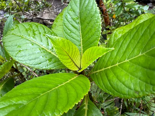 Lava Cyrtandra — photo by cnewfield