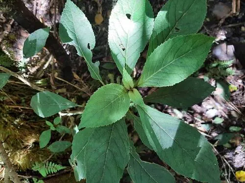 Forest Cyrtandra — photo by NPS - pacific island vegetation monitoring