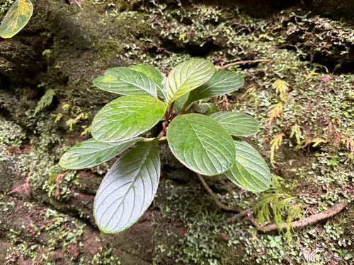 Lava Cyrtandra — photo by cnewfield