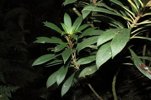 Singleflower Cyrtandra — photo by Karl Magnacca