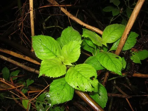 Lydgate's Cyrtandra — photo by Karl Magnacca
