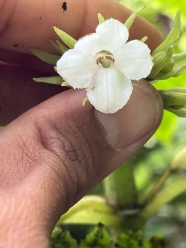 Oppositeleaf Cyrtandra — photo by Jason Bio Flor
