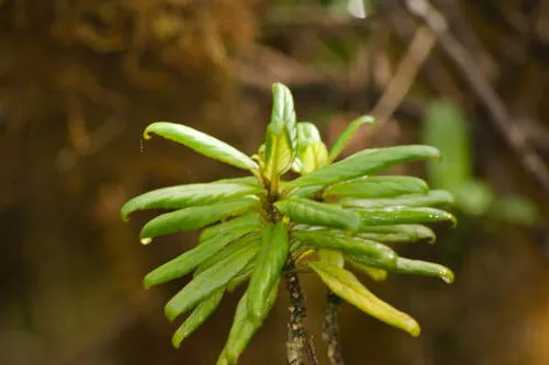 Bog Cyrtandra