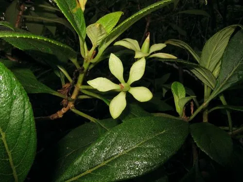 Spoonleaf Cyrtandra — photo by Karl Magnacca