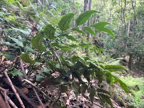 Dwarf Netvein Hollyfern — photo by Susan Fawcett