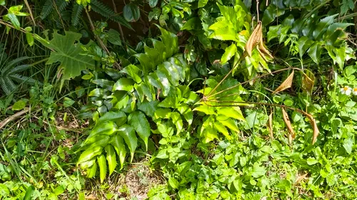 Japanese Netvein Hollyfern — photo by 葉淑蓮