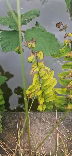 Asian Netvein Hollyfern