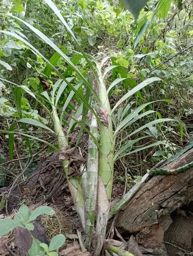 Cowhorn Orchid — photo by J. Luis Martínez
