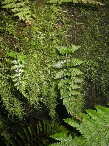 Douglas' Bladderfern