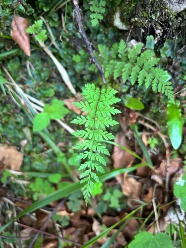 Brittle Bladderfern