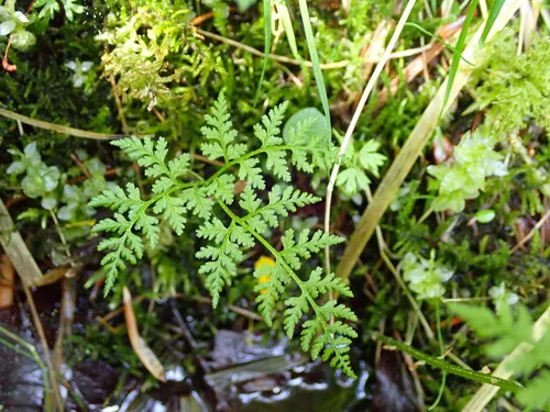 Mountain Bladderfern
