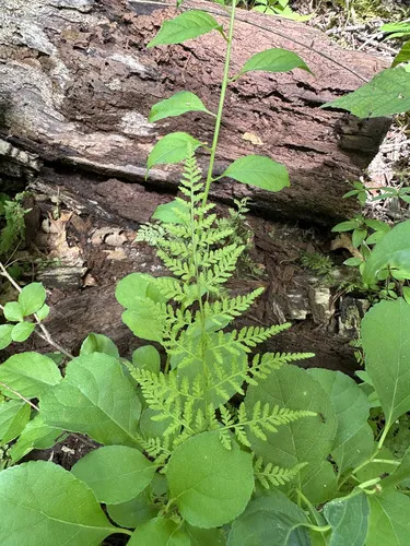 Lowland Bladderfern