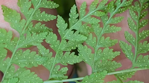 Reeves' Bladderfern — photo by swoodrich