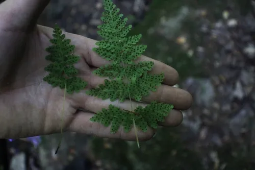 Tennessee Bladderfern — photo by Dakota Parish