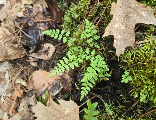 Upland Brittle Bladderfern — photo by wanderingeden