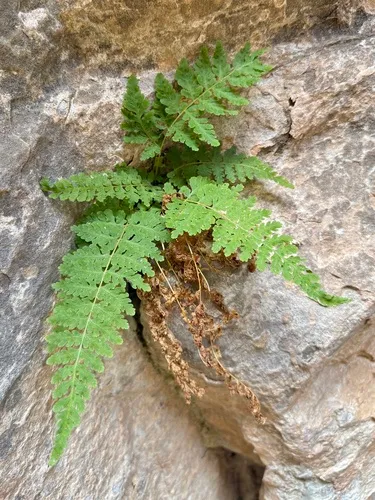 Utah Bladderfern — photo by wildhiker65