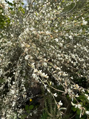 White Spanishbroom — photo by Catarina Patoilo Teixeira