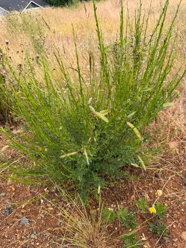 Scotch Broom