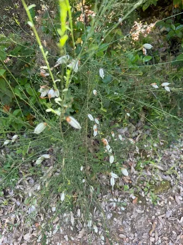 Striated Broom