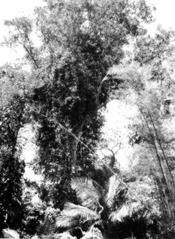 Candletree — photo by US Government. USDA. Forest Service