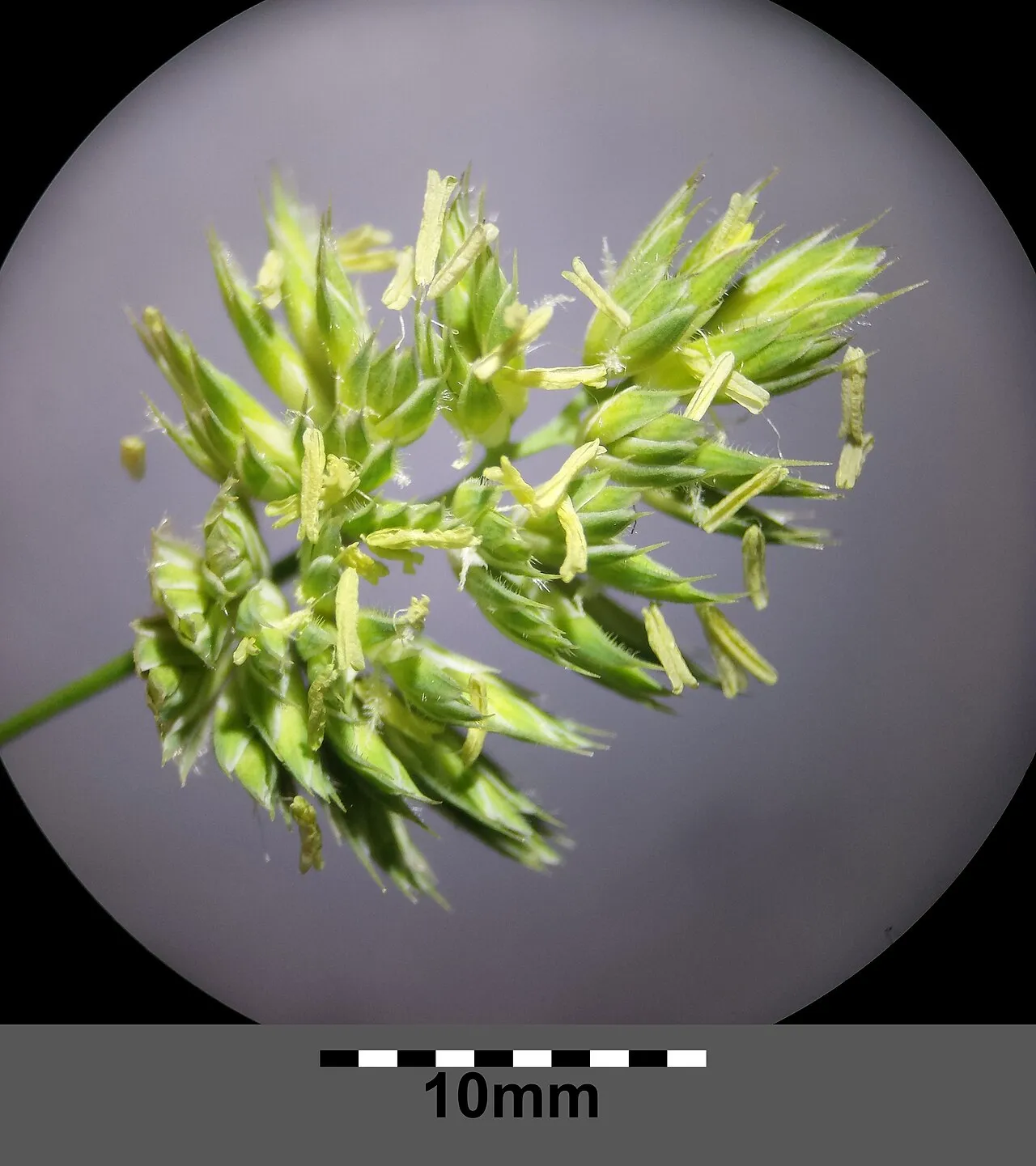 Orchardgrass (subsp. glomerata) — photo by Stefan.lefnaer