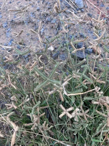 Egyptian Grass