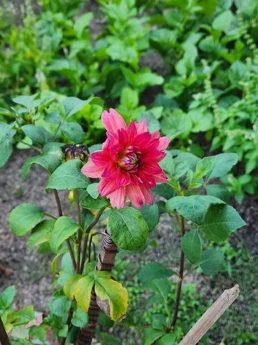 Pinnate Dahlia — photo by Thành SUS