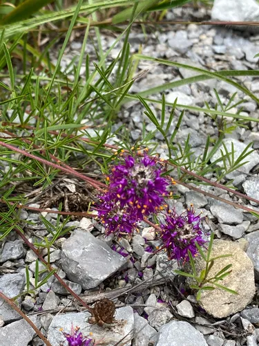 Cahaba Prairie Clover