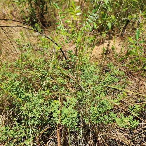 Whitetassels — photo by dakoda