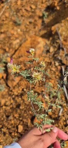 Cartagena Prairie Clover