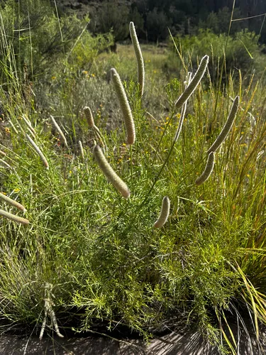 Andean Prairie Clover