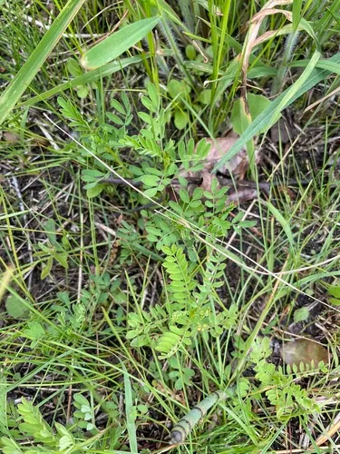 Leafy Prairie Clover — photo by gj