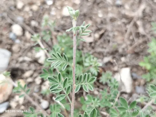 Gregg's Prairie Clover — photo by Montse Navarro