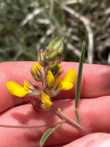 Hall's Prairie Clover — photo by Jada Martinez