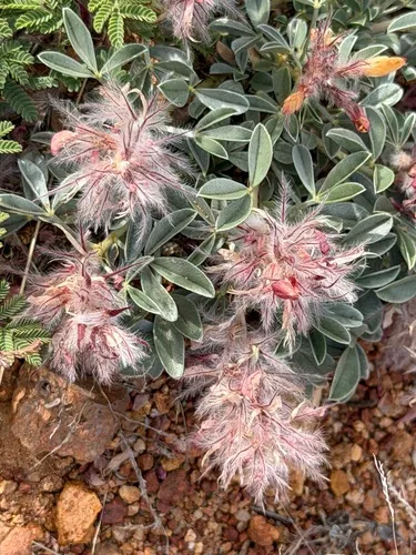James' Prairie Clover — photo by Ian McFaul