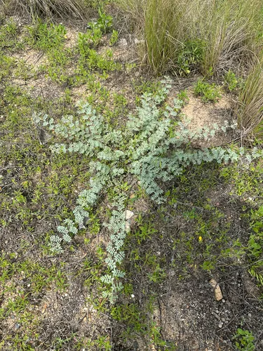 Woolly Prairie Clover — photo by Ben Benton
