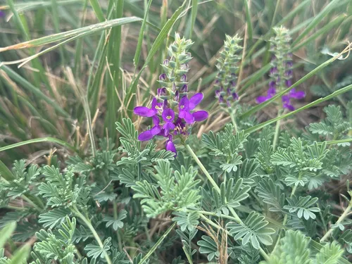 Purple Dalea — photo by Reid Hardin