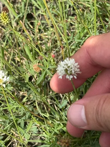 Roundhead Prairie Clover — photo by Chet Burrier