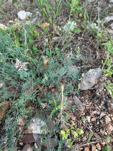 Bearded Prairie Clover