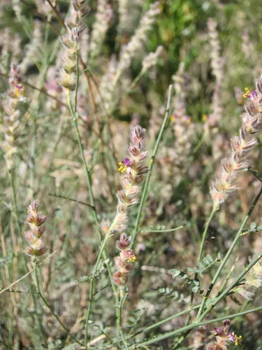 Pringle's Prairie Clover — photo by Elliot Semonsky