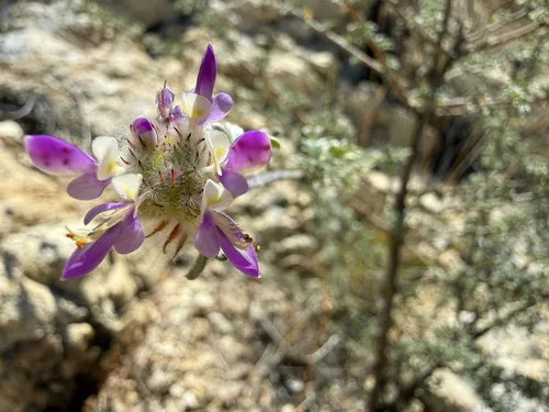 Santa Catalina Prairie Clover — photo by robertwayne
