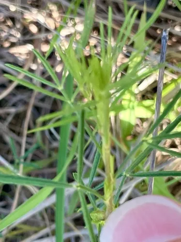 Purple Prairie Clover
