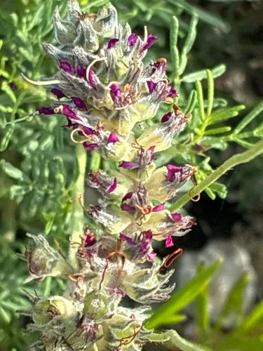 Comanche Peak Prairie Clover — photo by Mitchell Watts